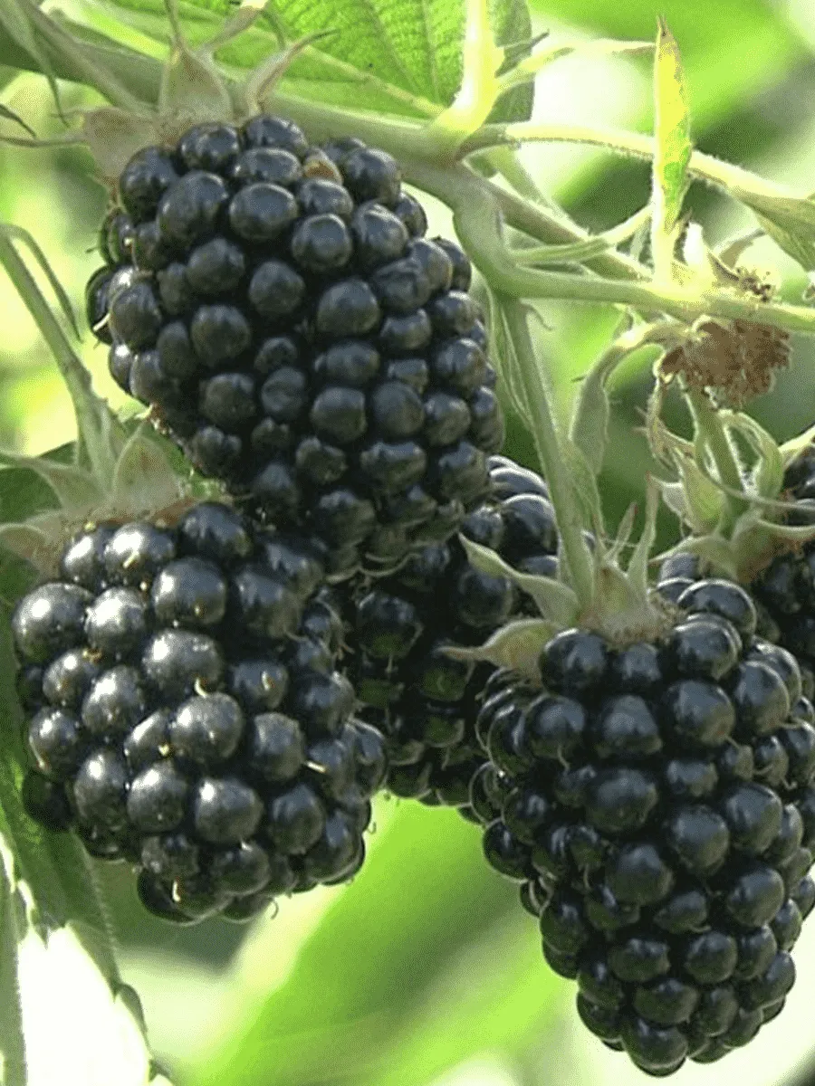 Ежевика садовая Агава Ежевика садовая Агава