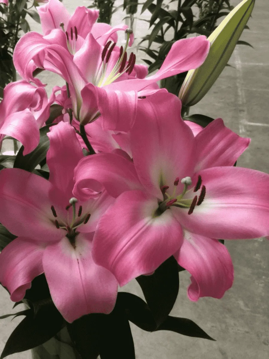 Лилия Tabledance