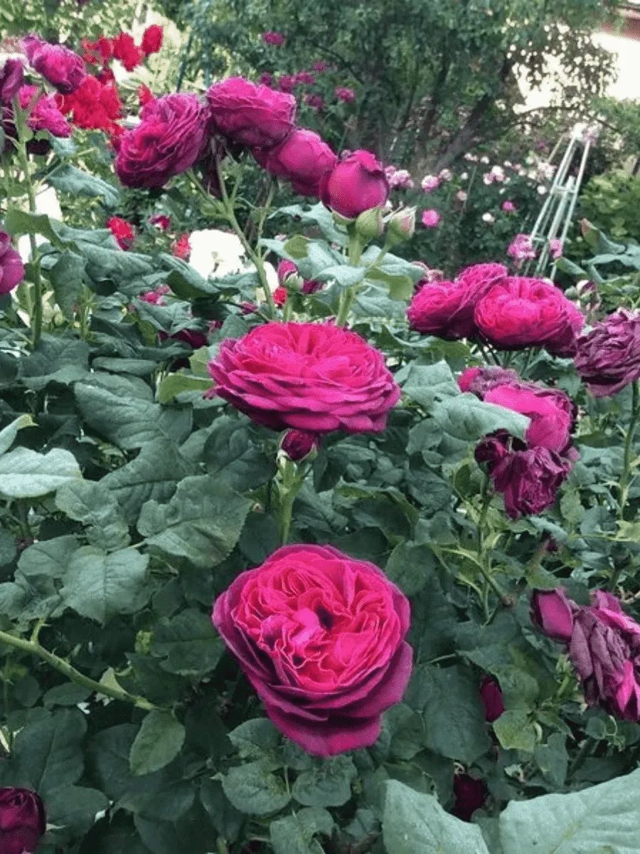 Роза  кустовая Astrid Grafin von Hardenberg