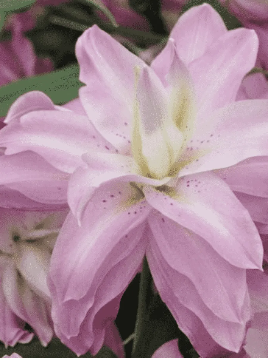 Лилия Magic Princess