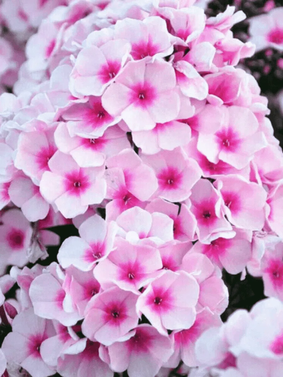 Флокс метельчатый Brilliant Eyes