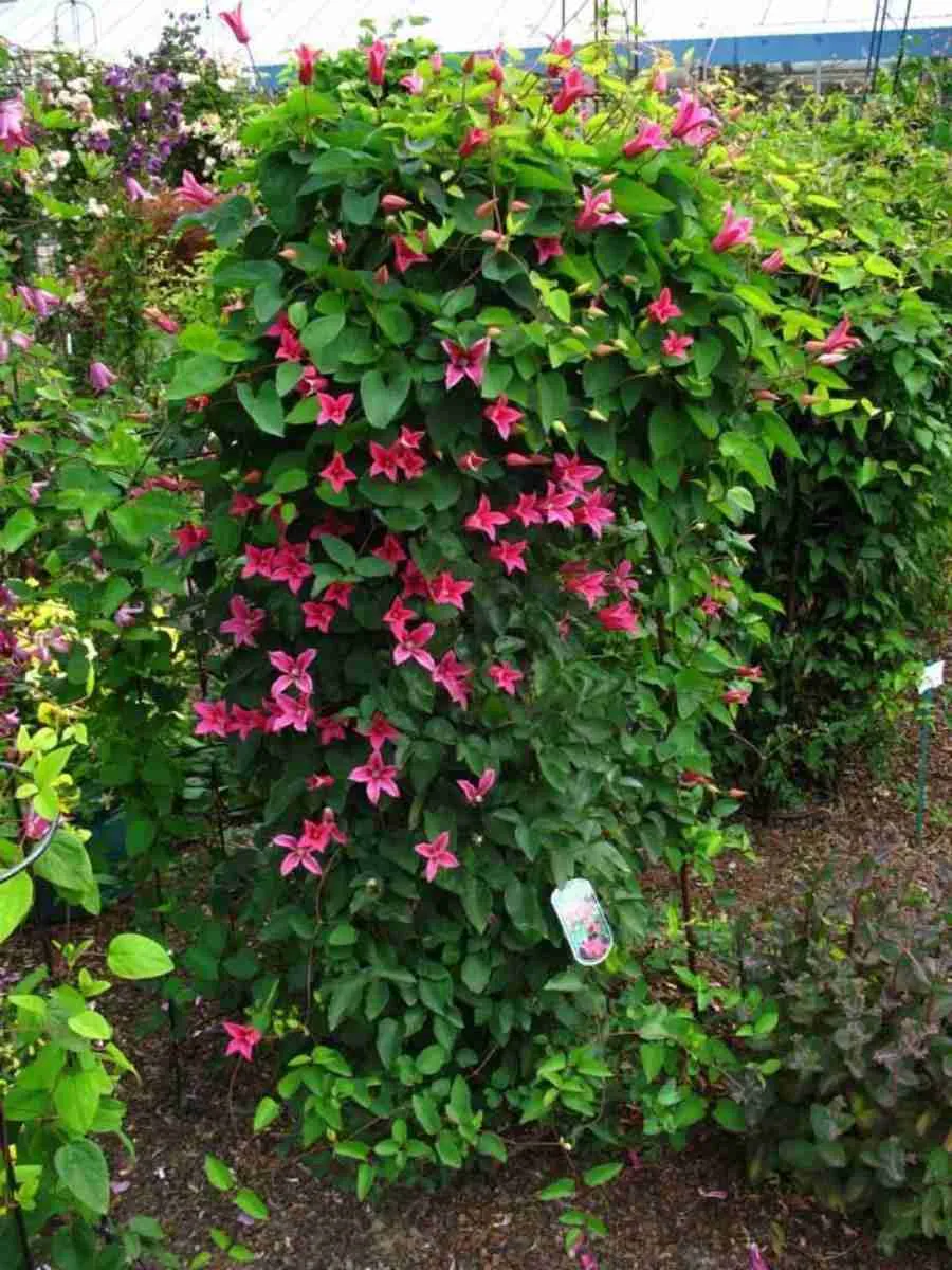 Клематис гибридный Happy Diana