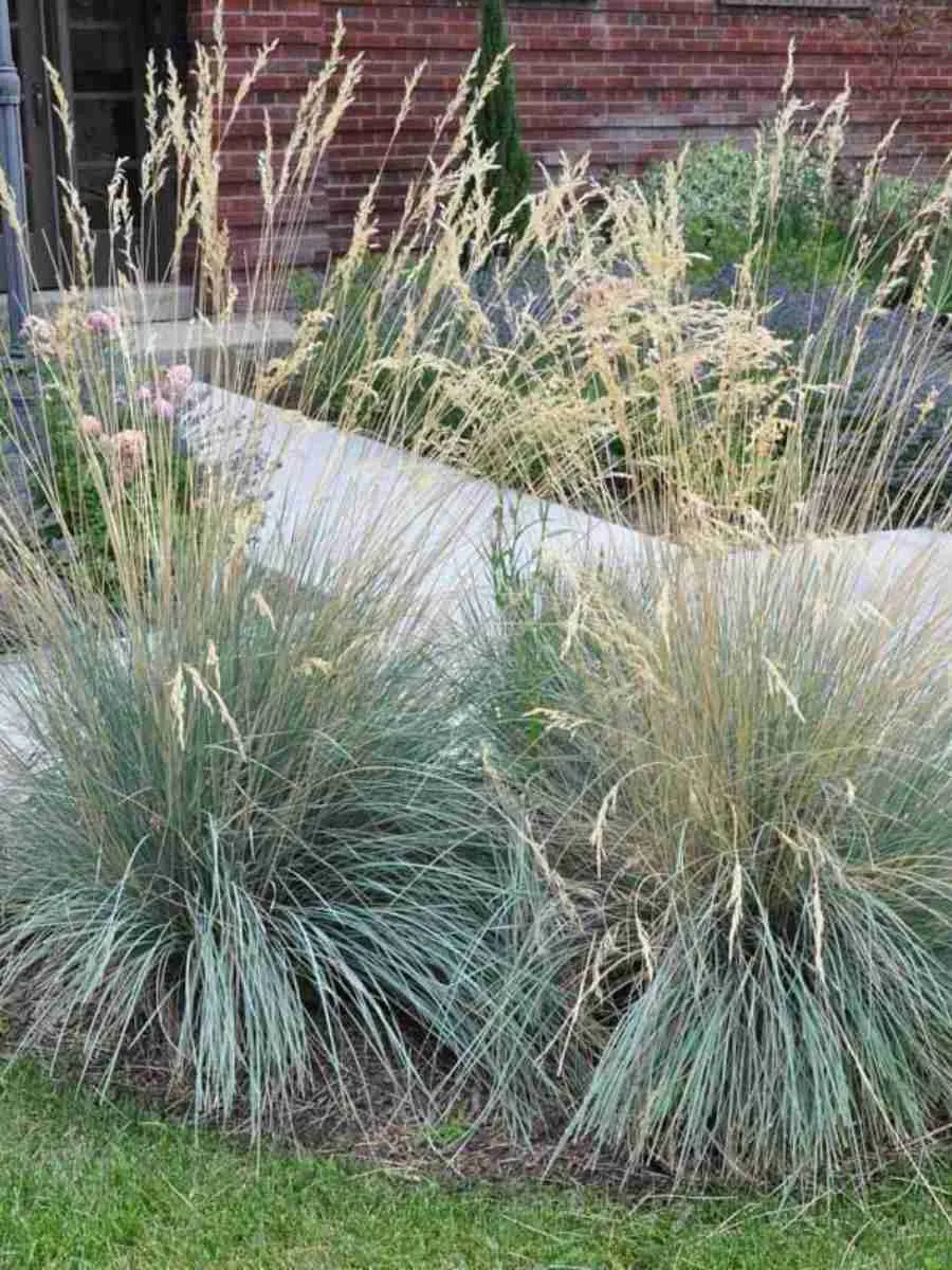 Овсец вечнозеленый Saphirsprudel Овсец вечнозеленый Saphirsprudel