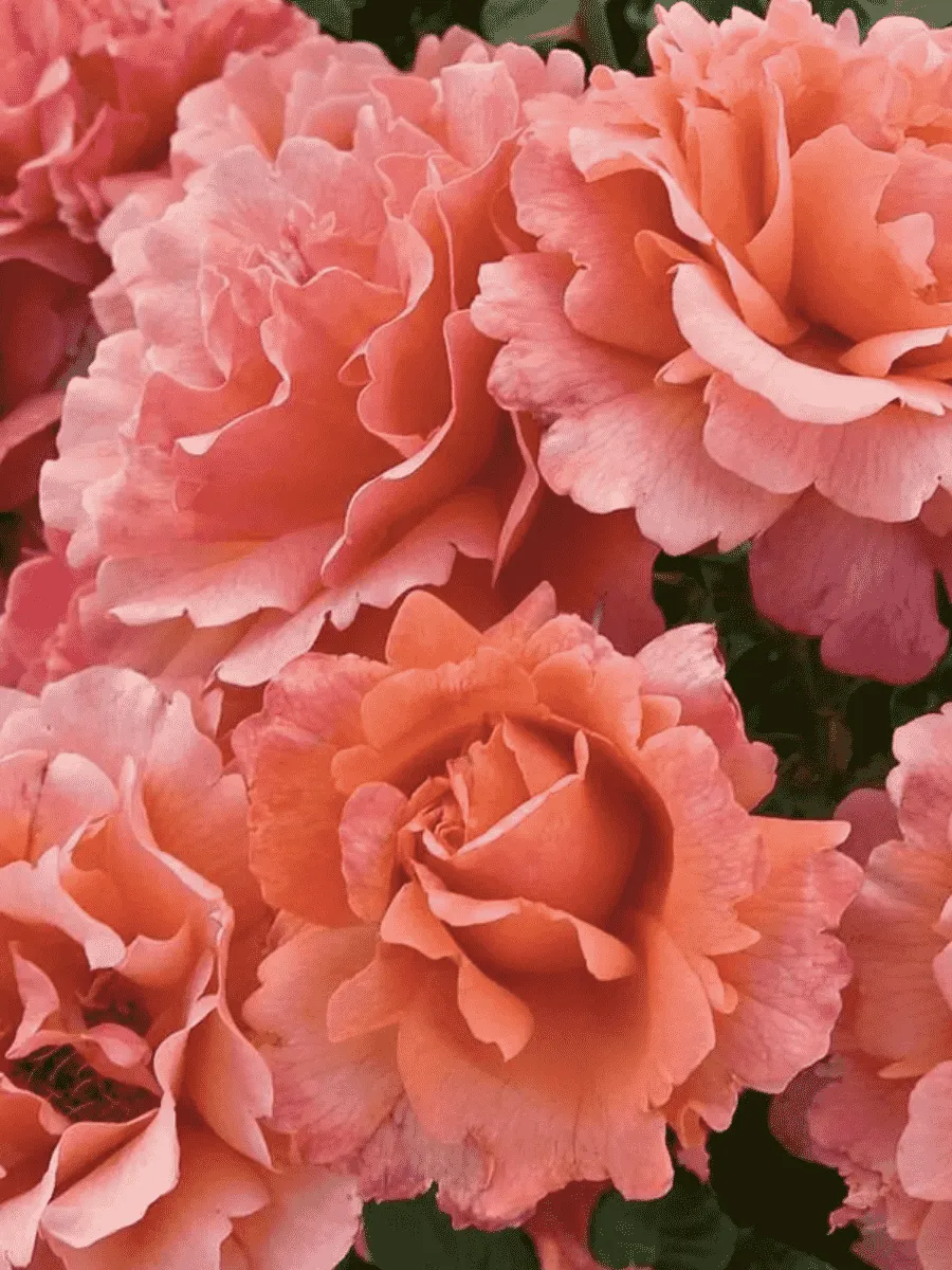 Роза Флорибунда Easy Does It