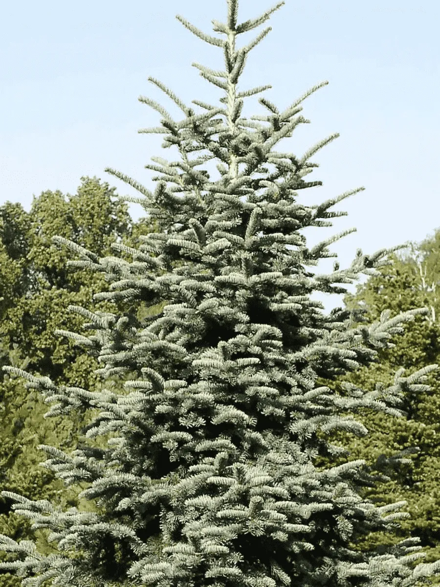 Пихта благородная Glauca Пихта благородная Glauca