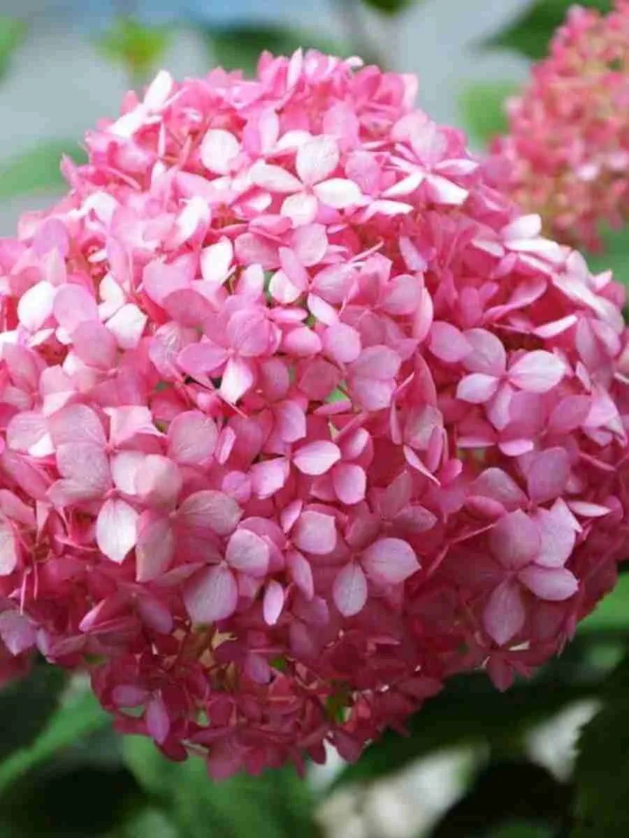 Гортензия древовидная Magical Pinkerbell