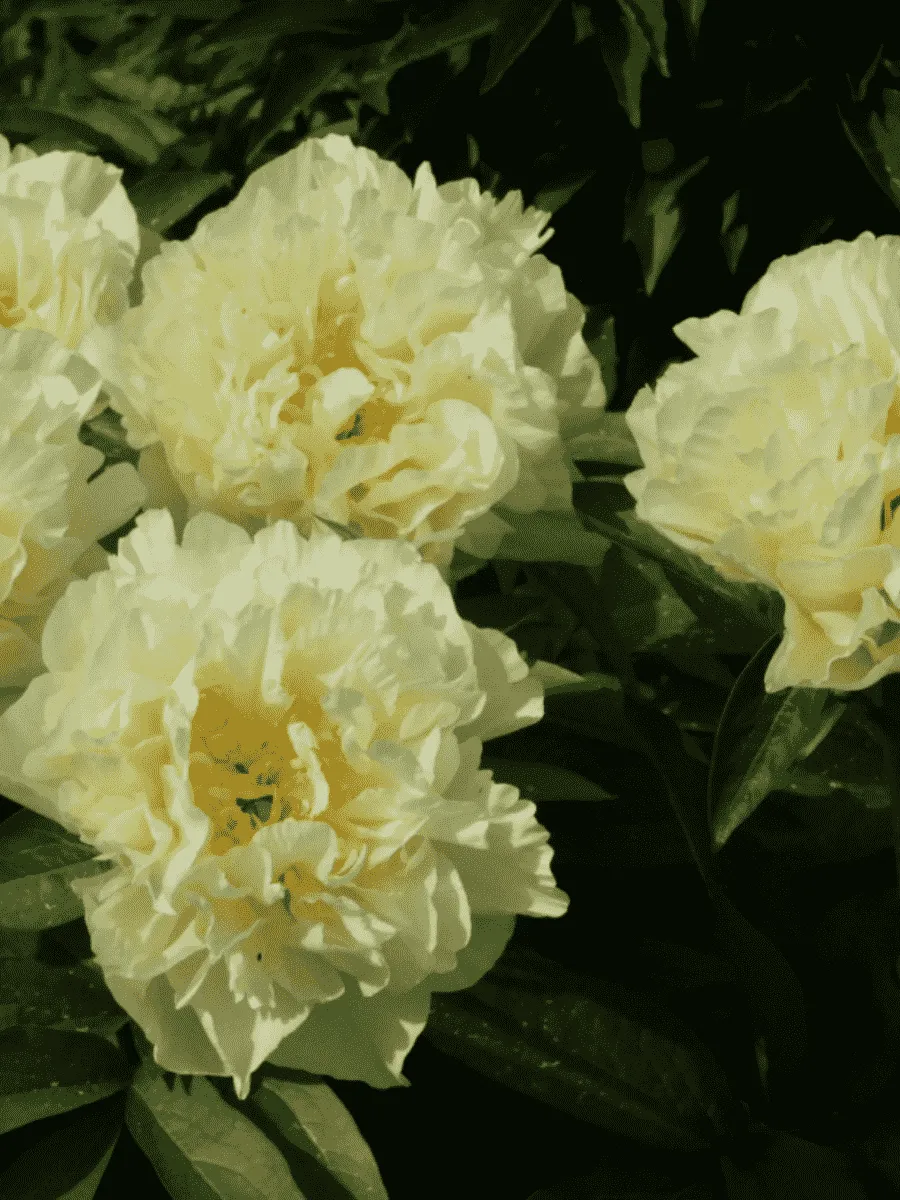 Пион Молочноцветковый Sunny Girl