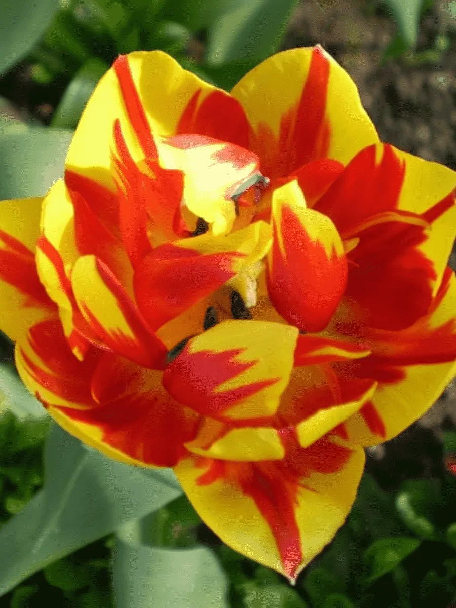 Тюльпан Махровый Monte Feu