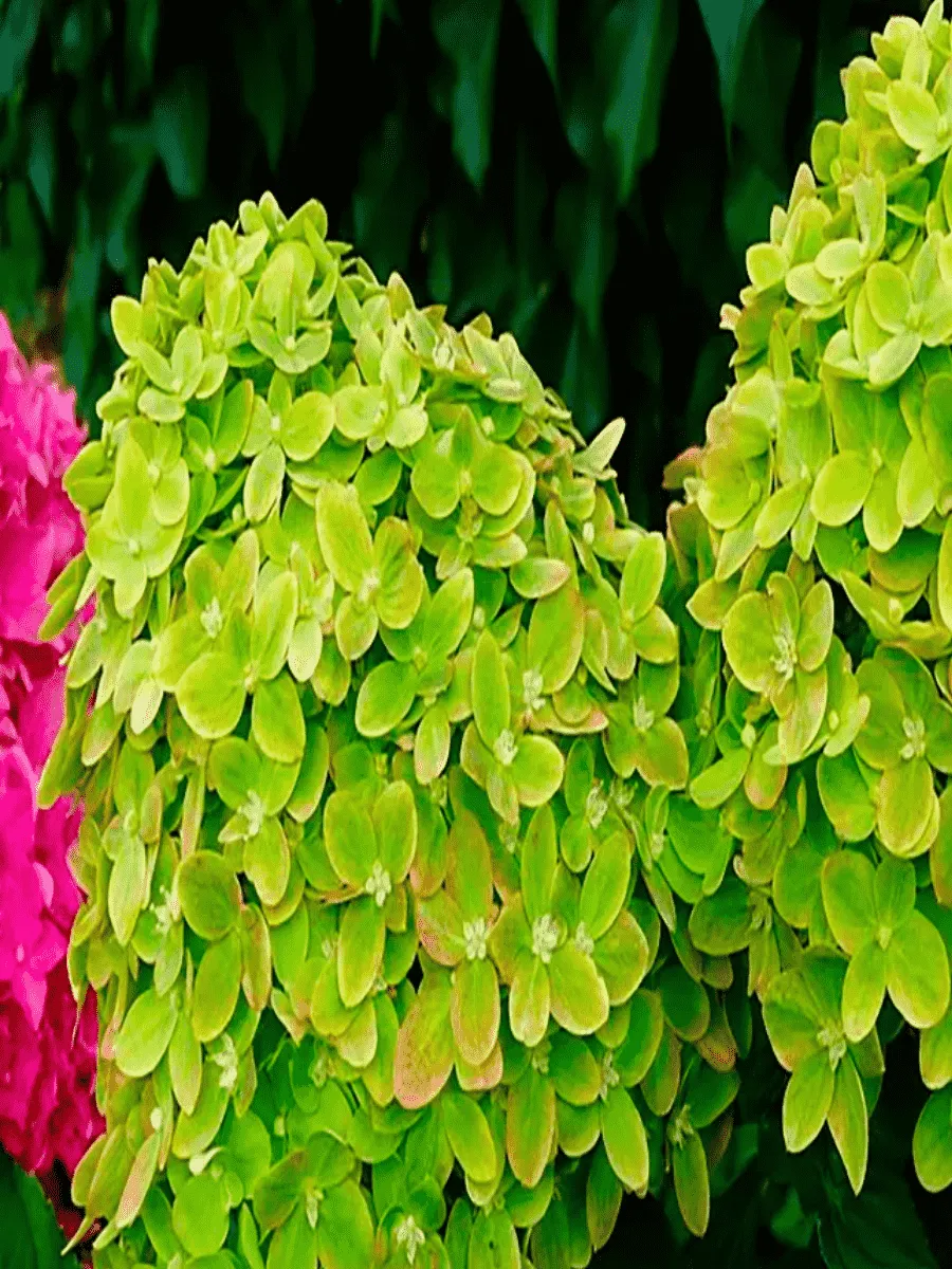 Гортензия метельчатая Mojito