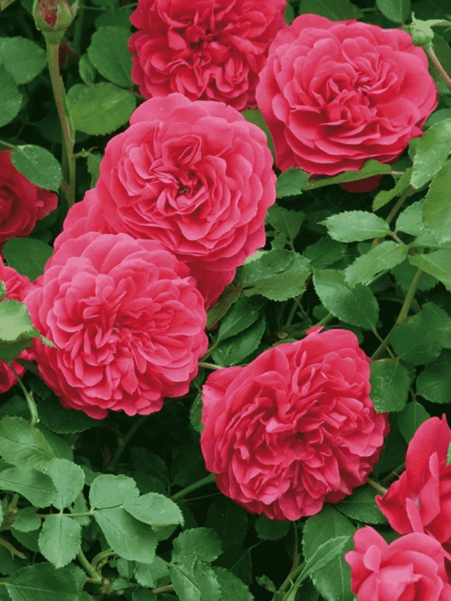 Роза Английская кустовая Sir John Betjeman