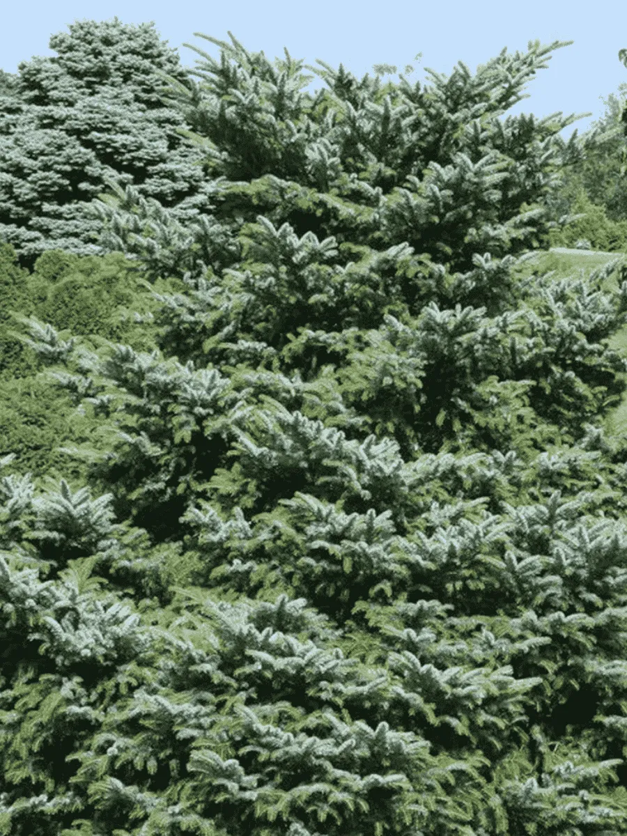 Ель обыкновенная Bicolor Ель обыкновенная Bicolor