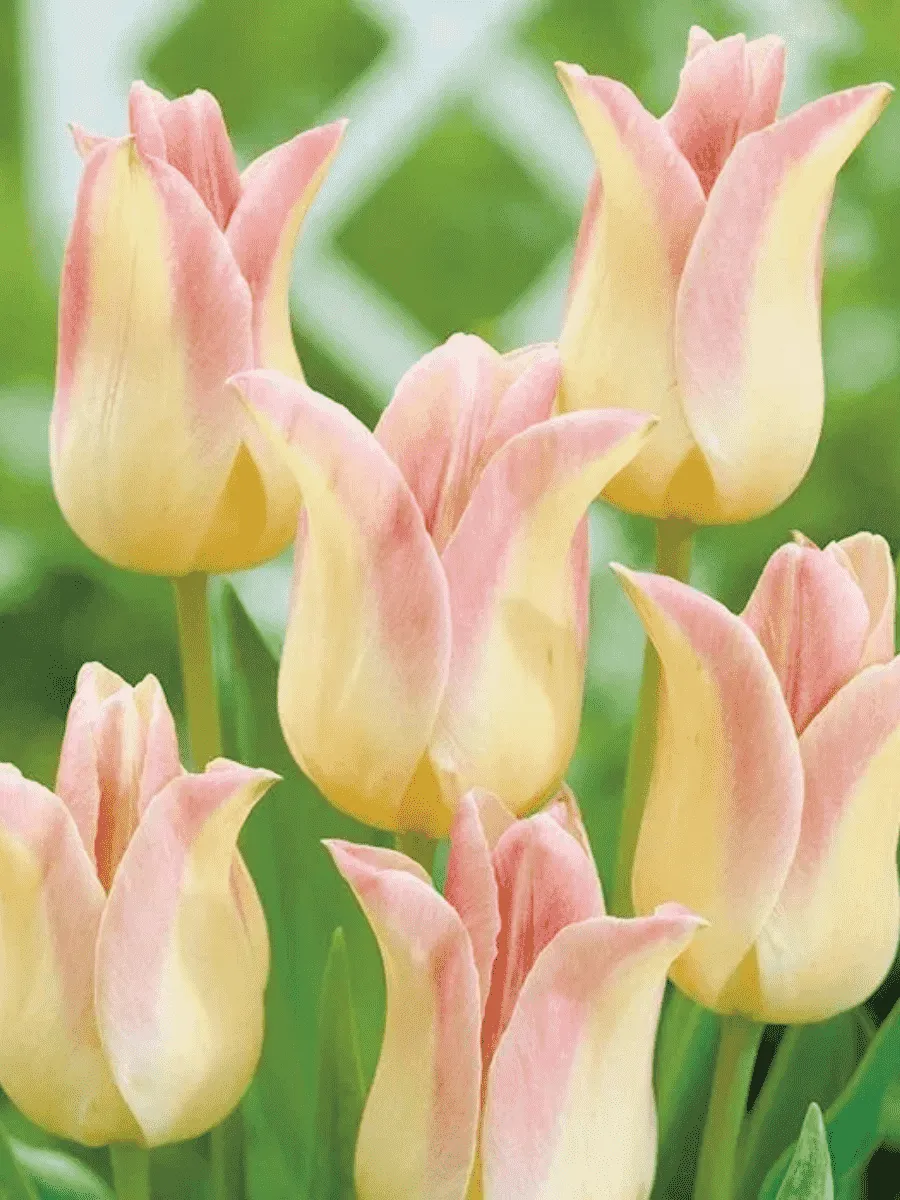 Тюльпан лилиецветный Elegant Lady