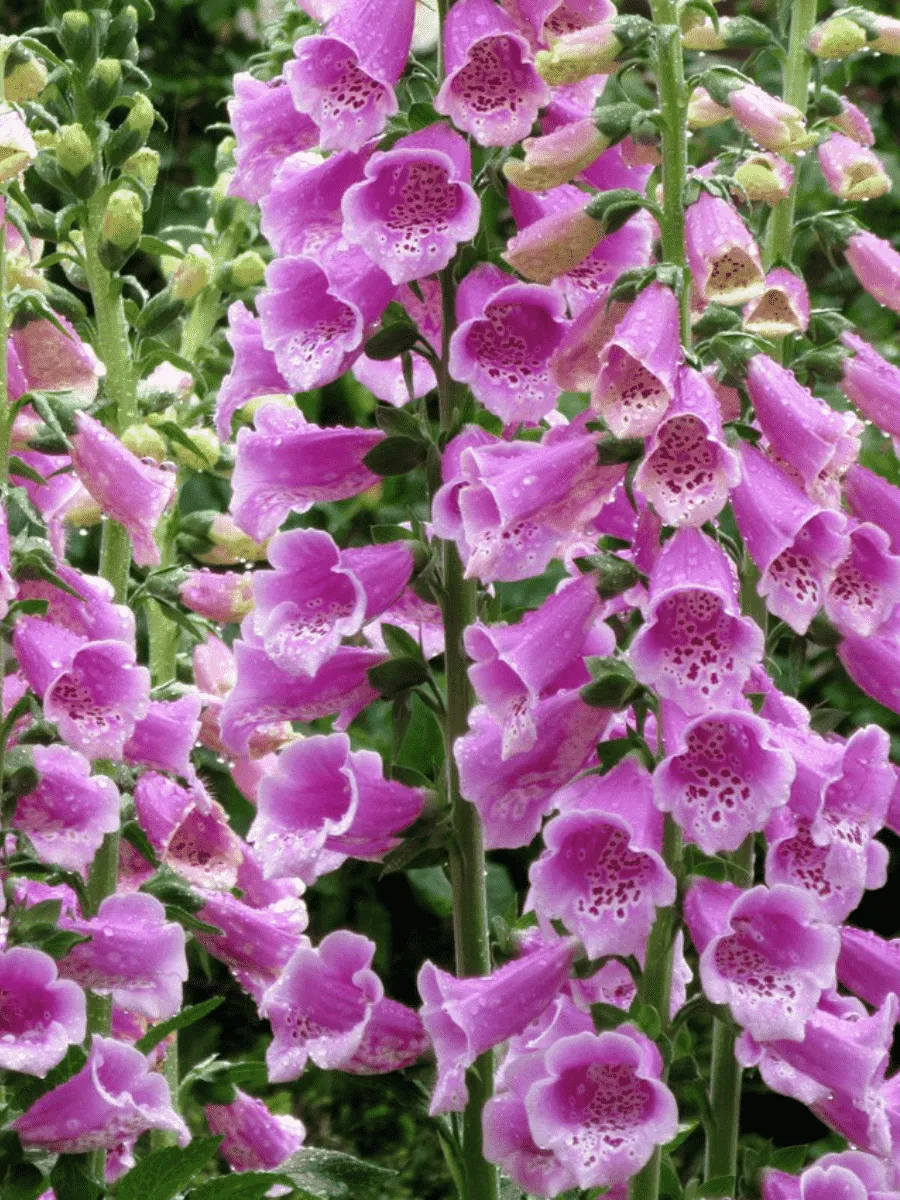 Наперстянка Наперстянка