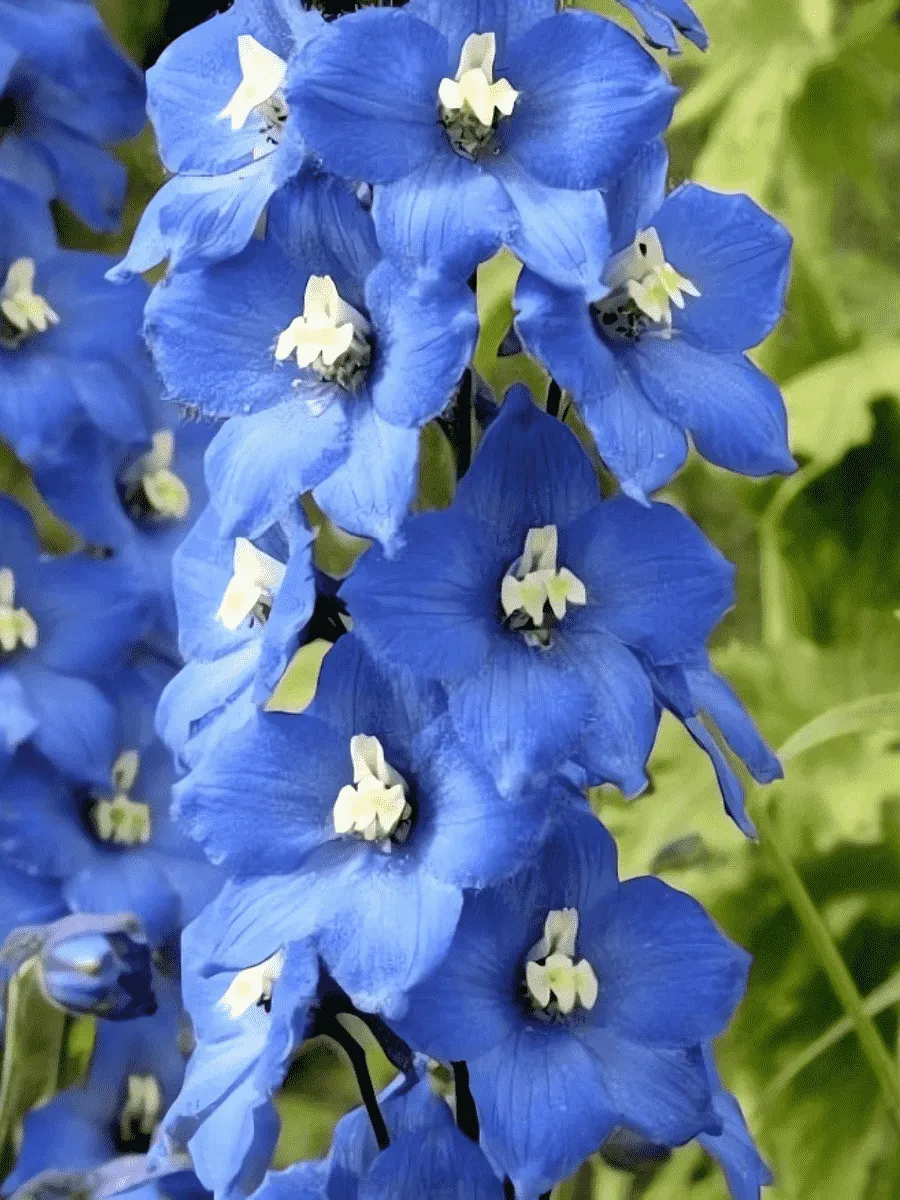 Дельфиниум  культурный Pacific Giant Blue Bird
