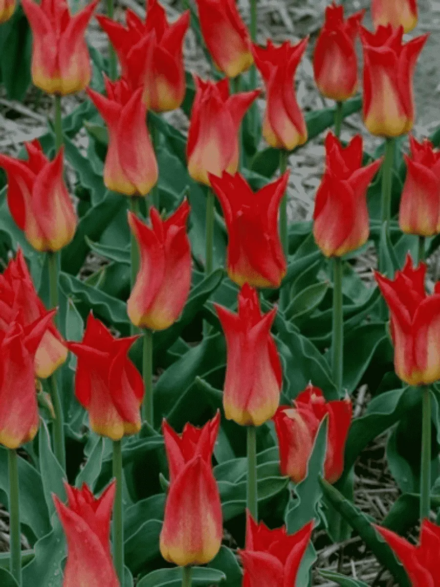 Тюльпан Royal Gift