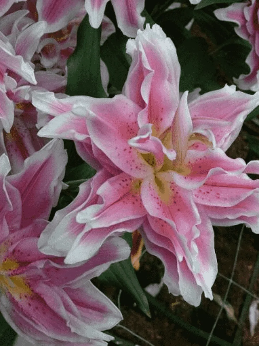 Лилия Roselily Natalia