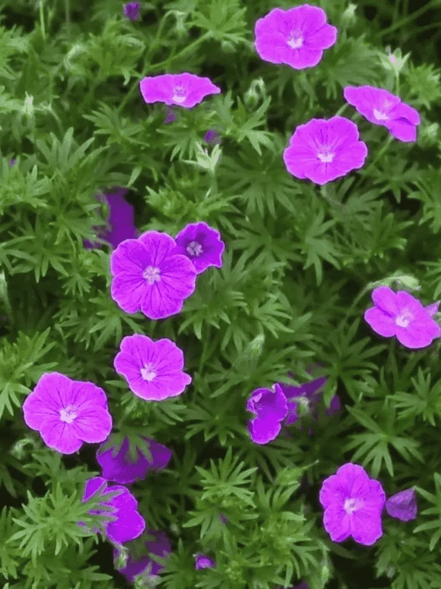 Герань кроваво-красная Vision Violet