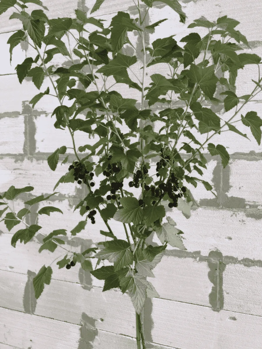 Смородина черная Титания на штамбе Смородина черная Титания на штамбе