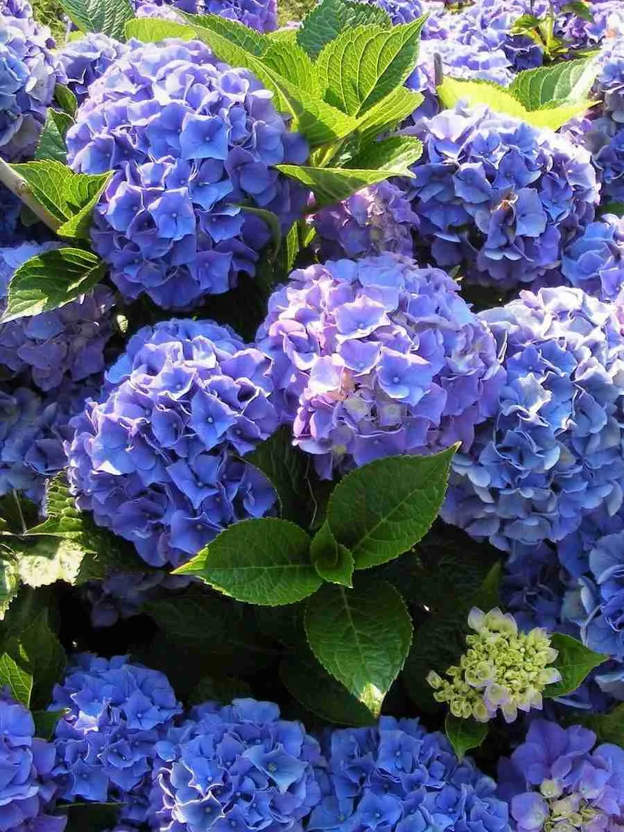 Гортензия крупнолистная Blue Bodensei