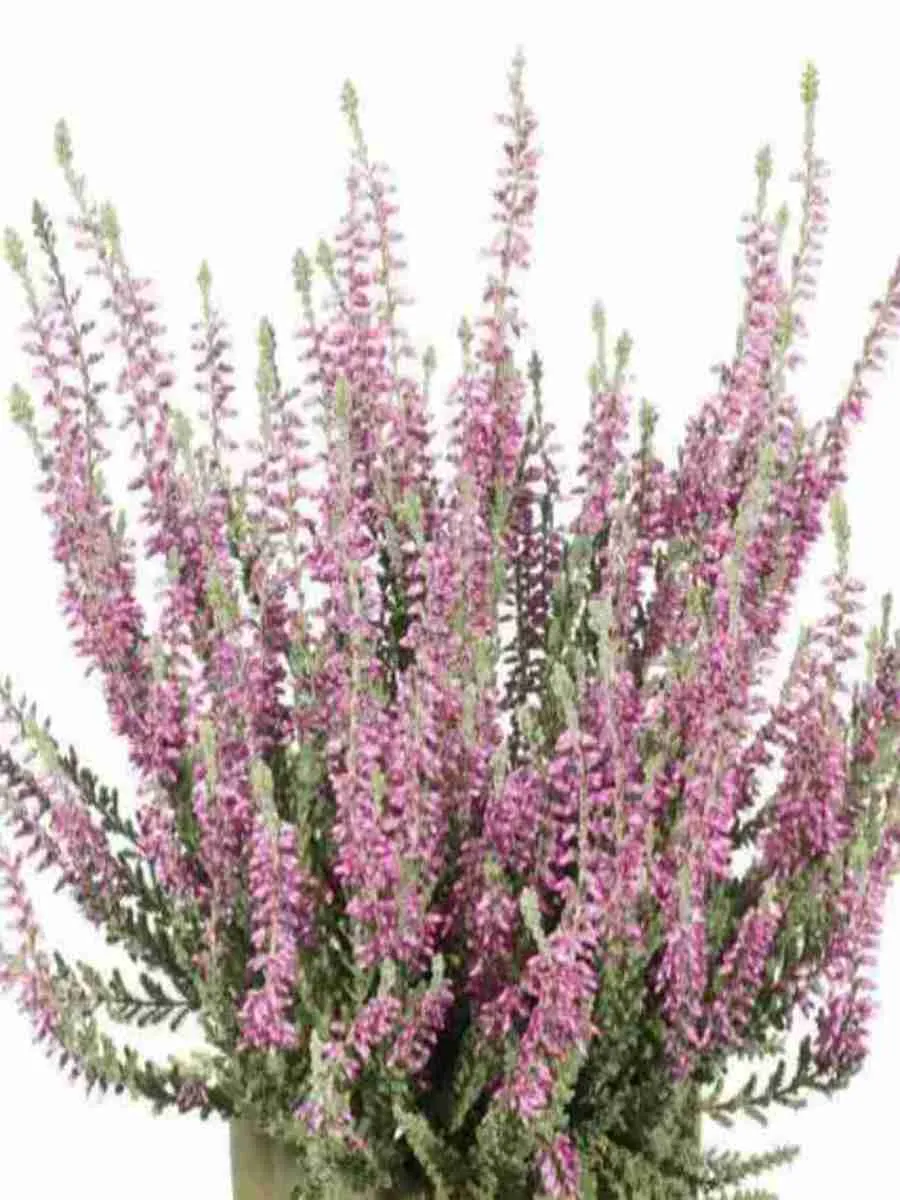 Вереск обыкновенный Silvana