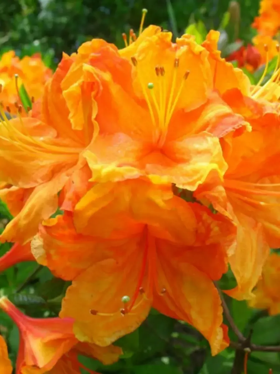 Азалия Glowing Embers Азалия Glowing Embers