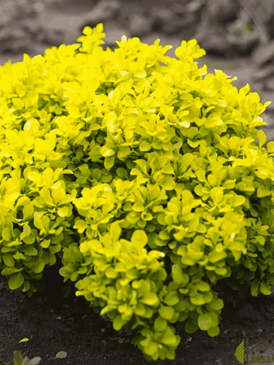 Барбарис Тунберга Goldalita