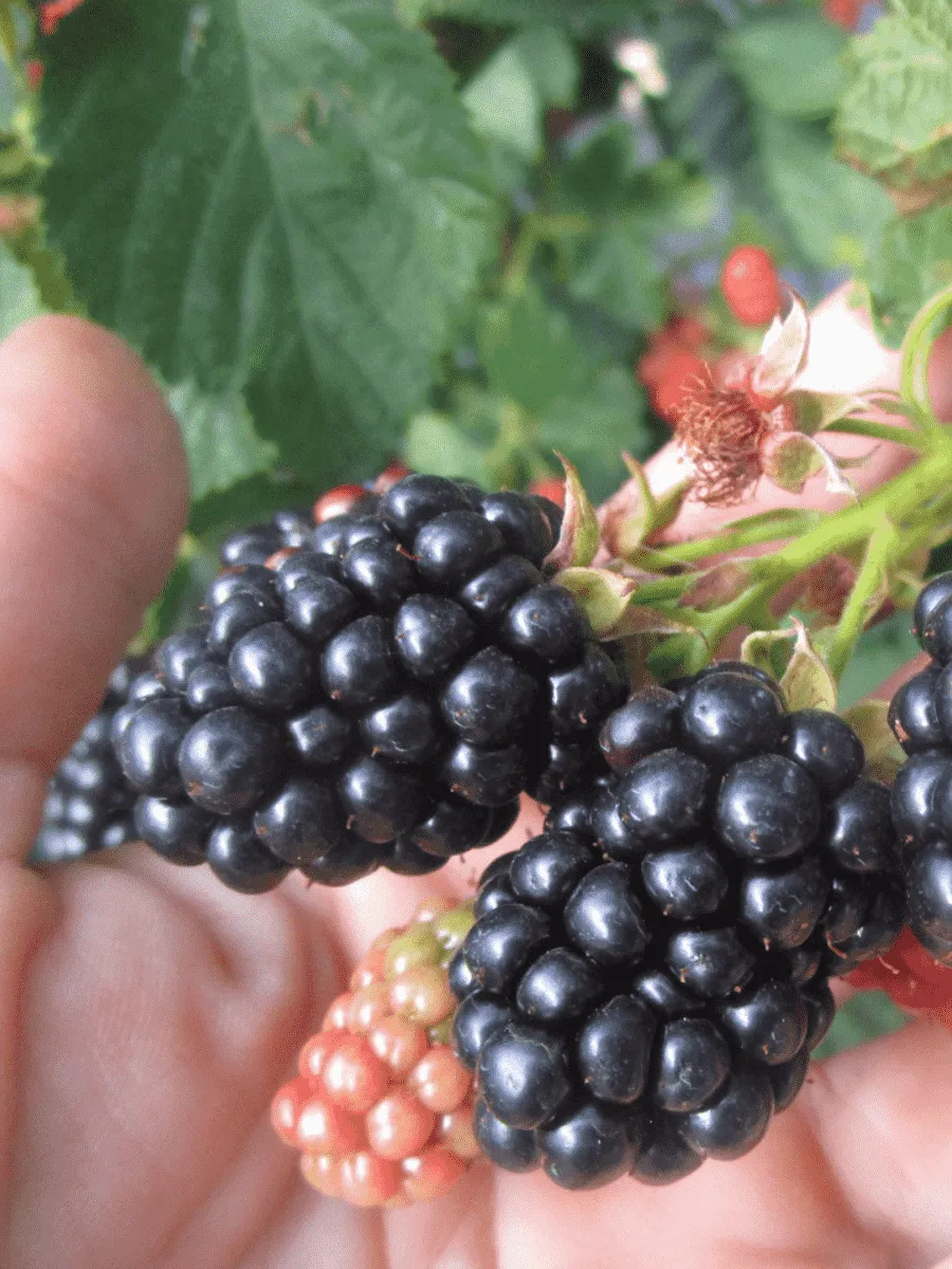 Ежевика Kittatinn Ежевика Kittatinn