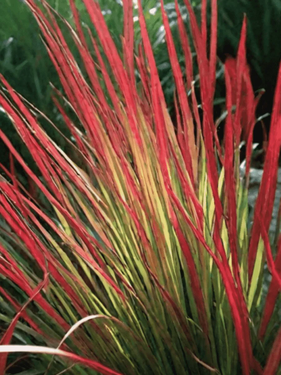 Императа Императа