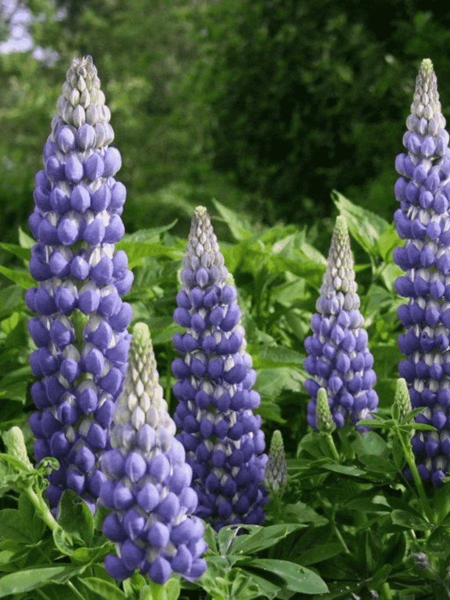 Люпин многолистный Legendary Blue Shades