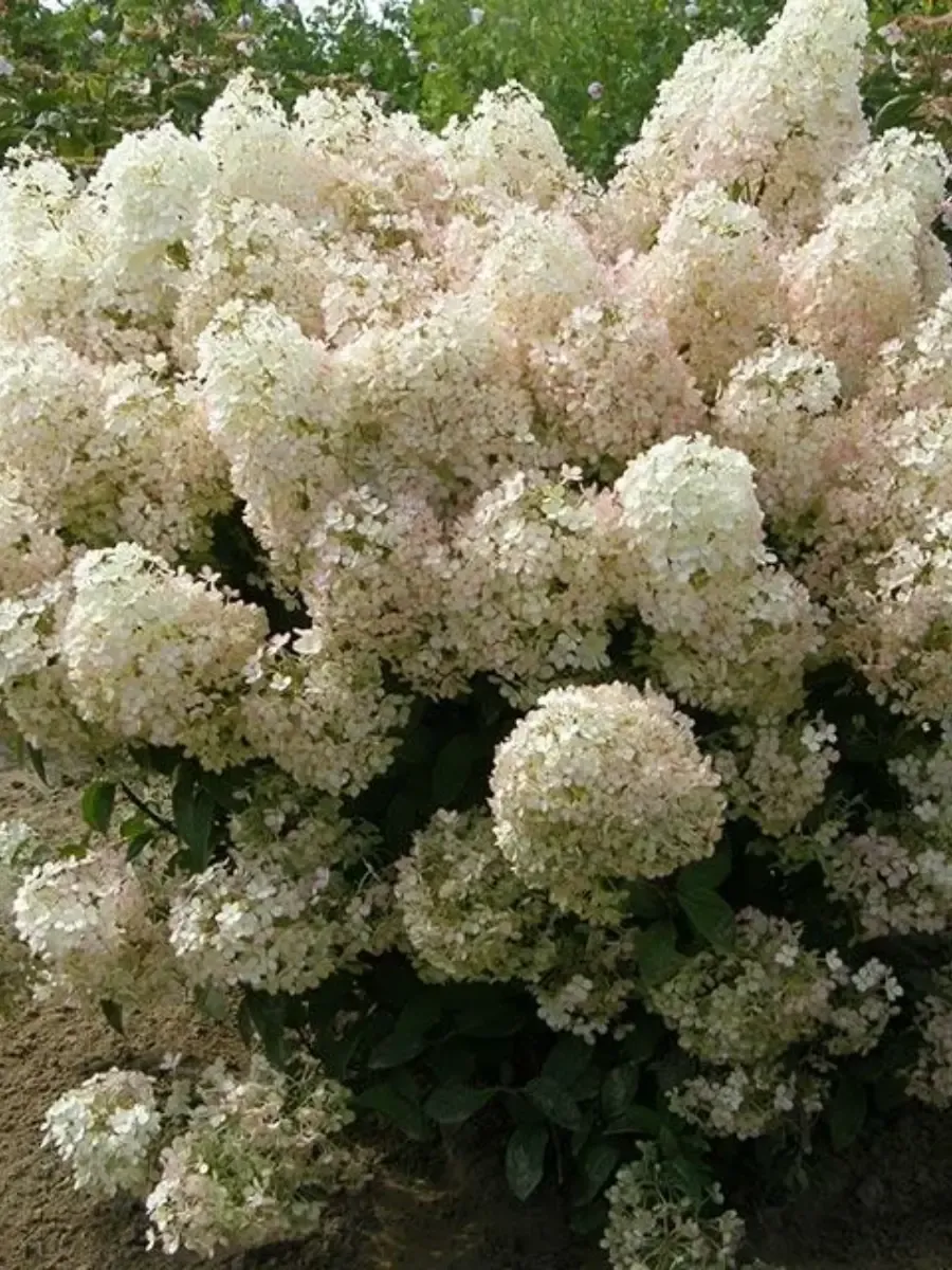 Гортензия метельчатая Bobo