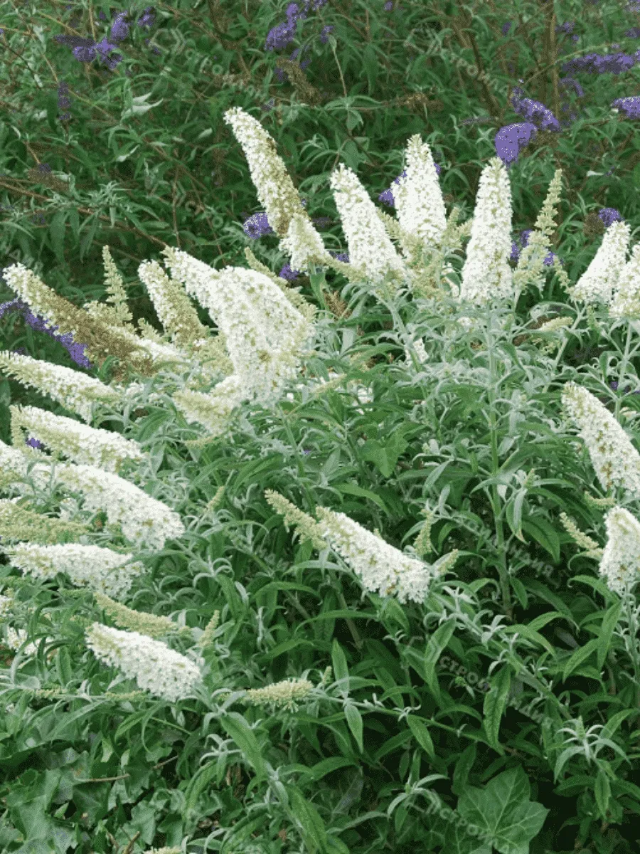 Буддлея давида  White Chip