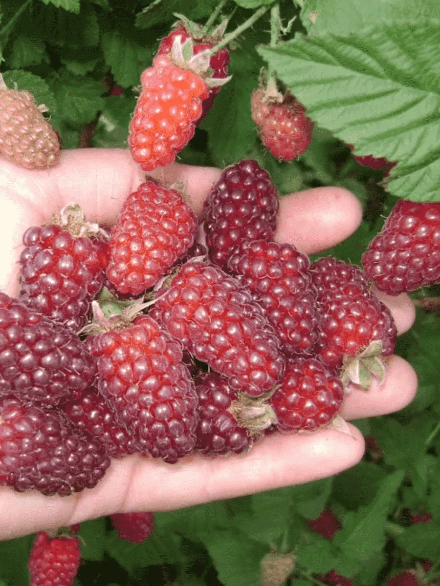 Ежемалина Tayberry Ежемалина Tayberry