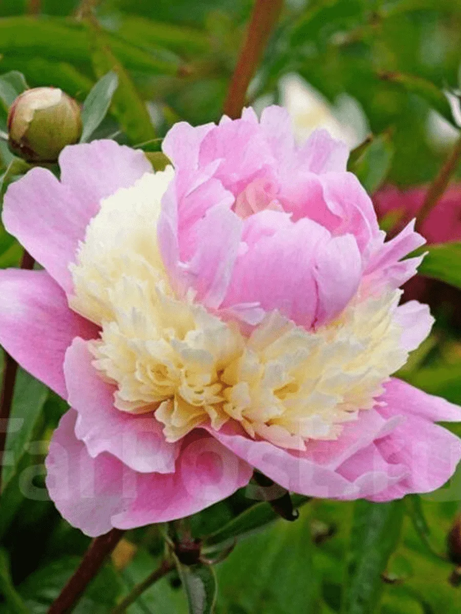 Пион Молочноцветковый Sorbet