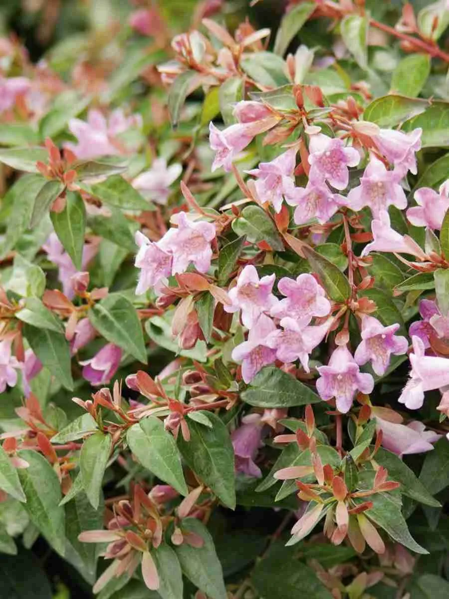 Абелия Edward goucher