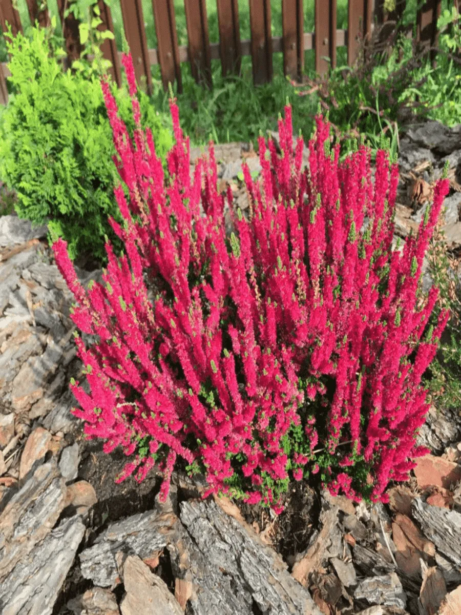 Вереск обыкновенный Dark Beauty