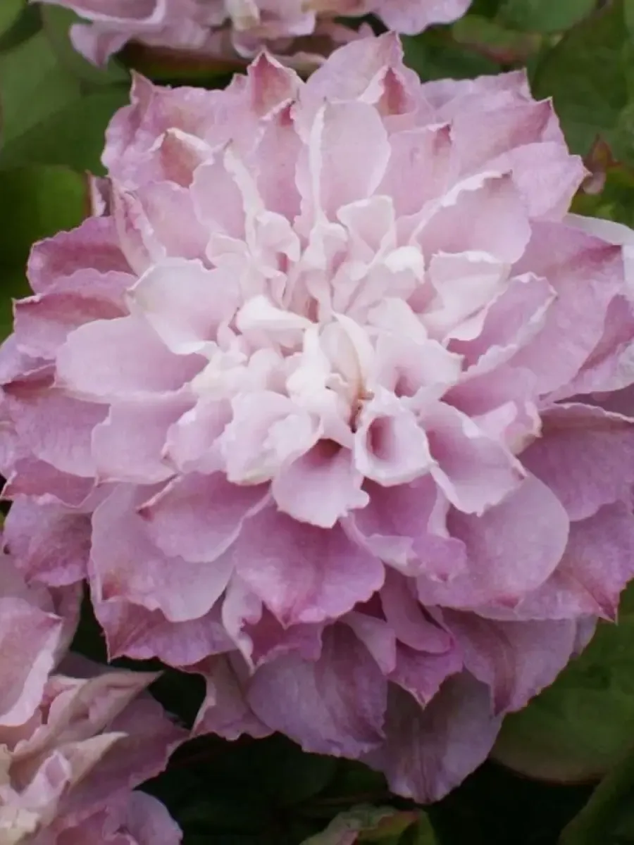 Клематис Dancing Smile Клематис Dancing Smile