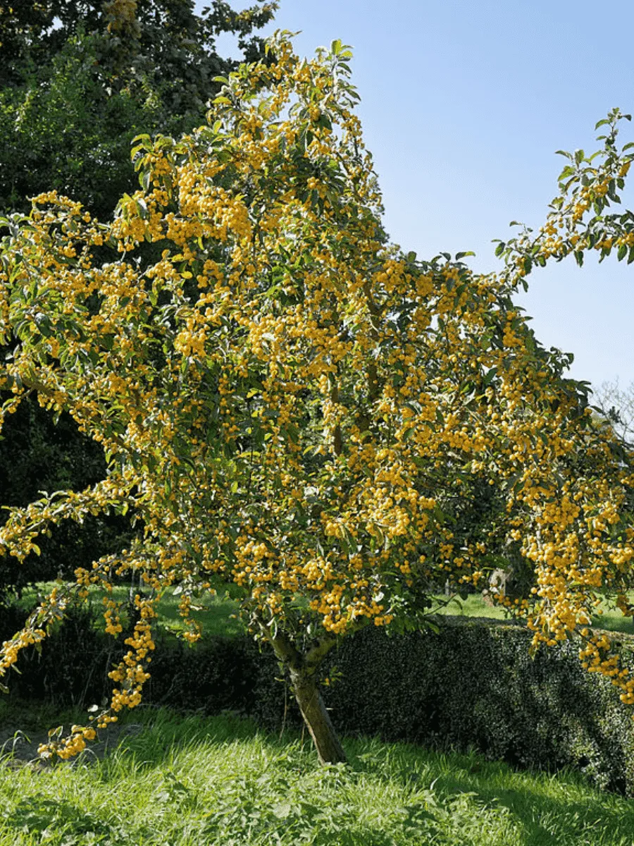 Яблоня декоративная Golden Hornet