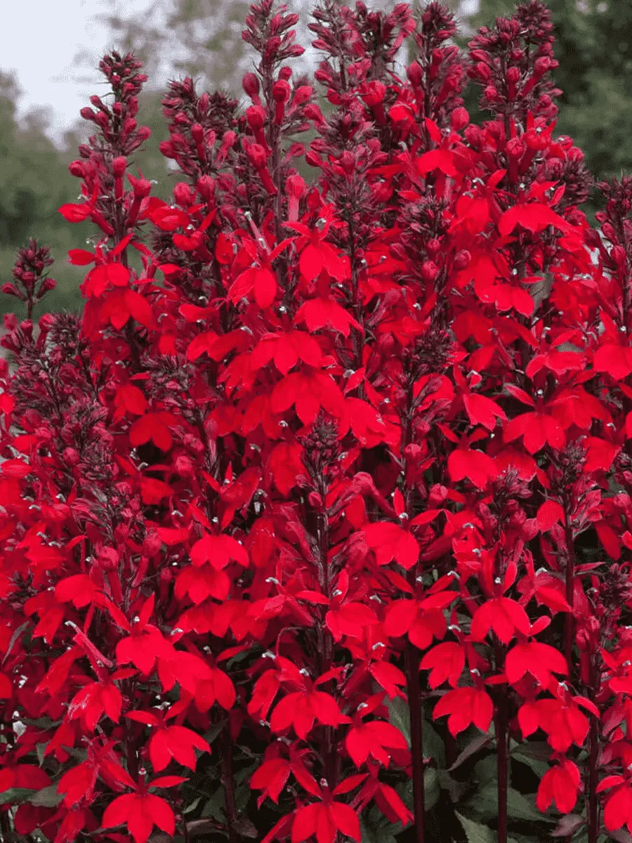 Лобелия прекрасная Starship Scarlet