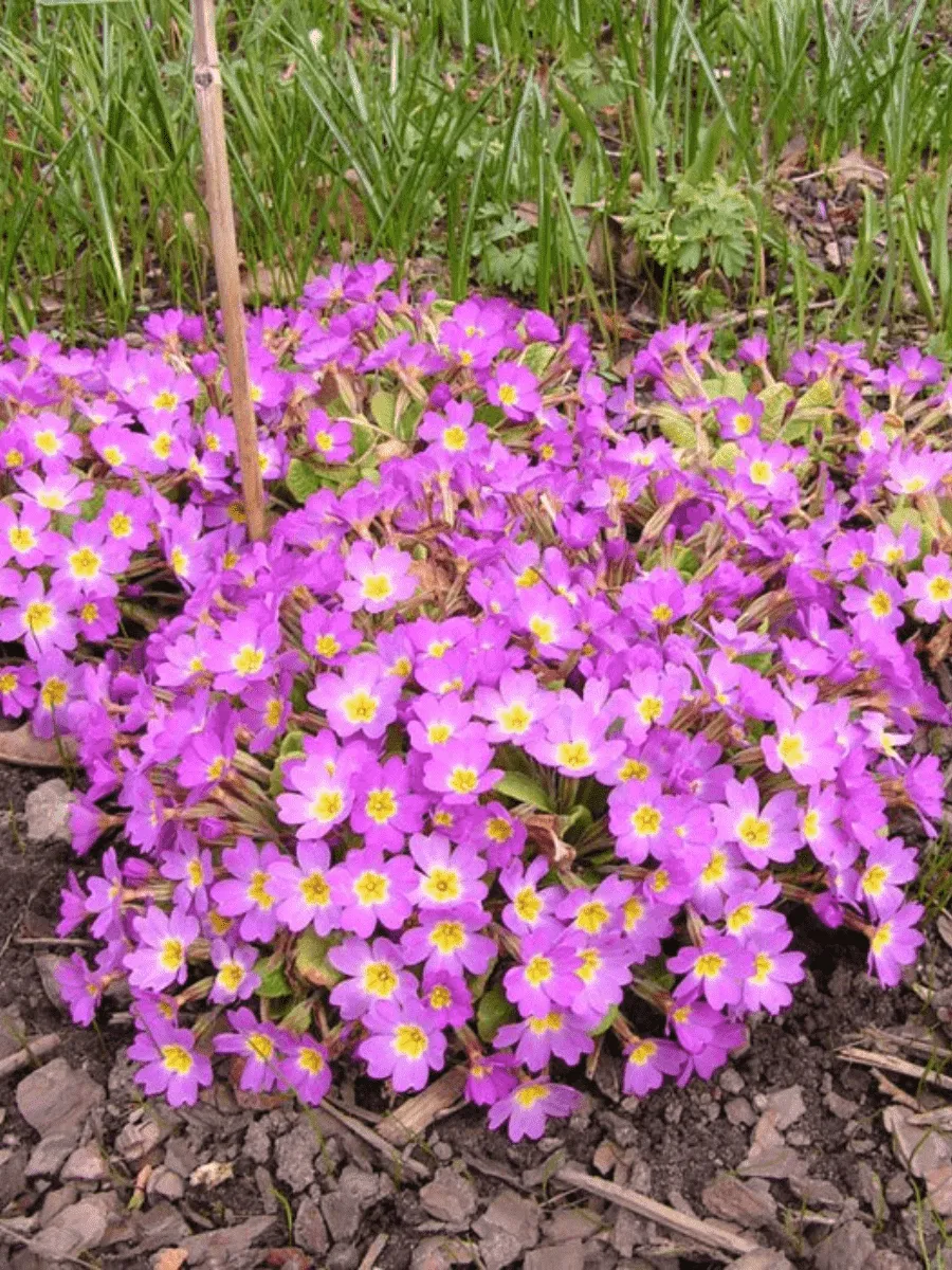 Примула Воронова