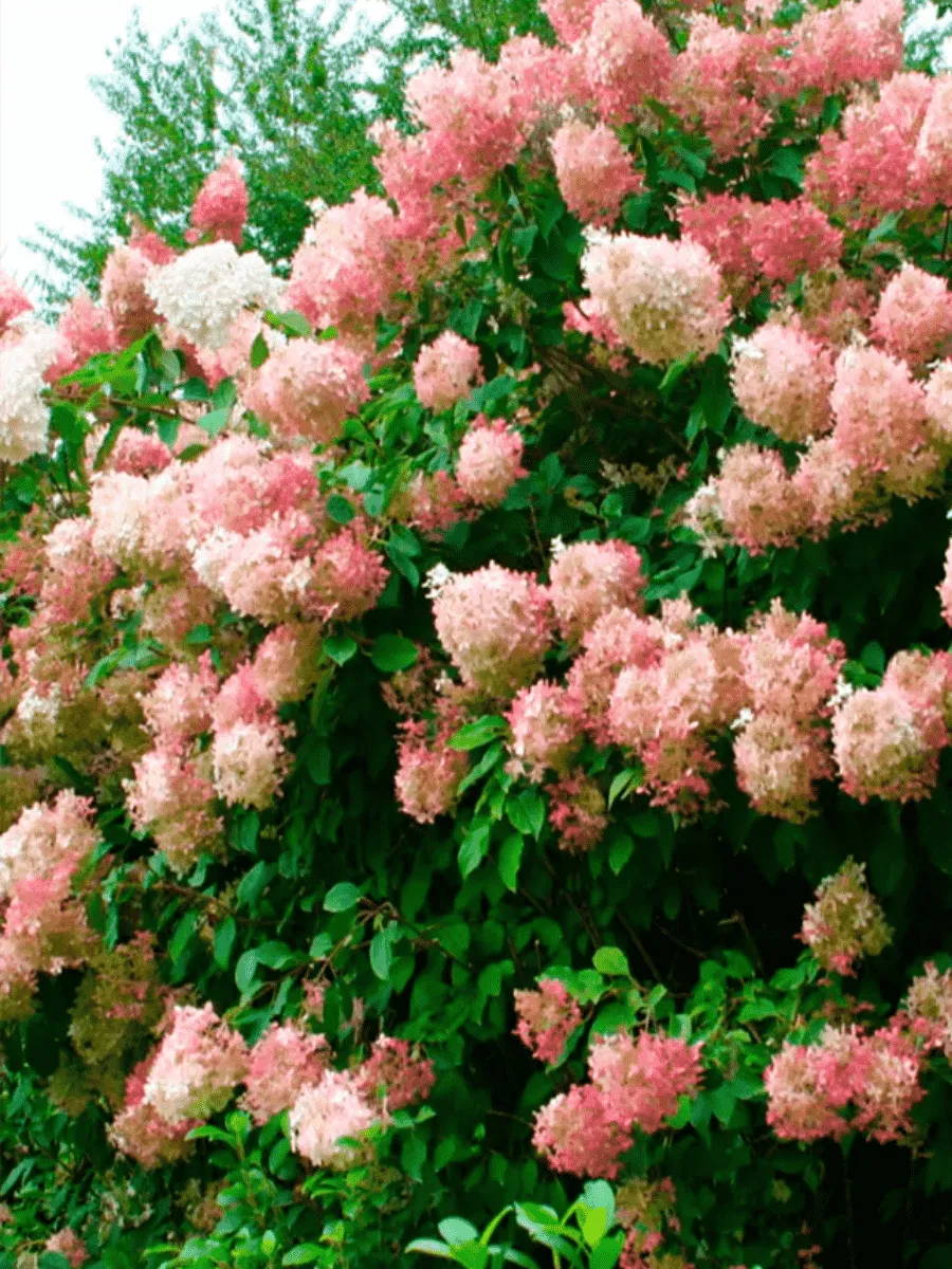 Гортензия метельчатая Pink Diamond