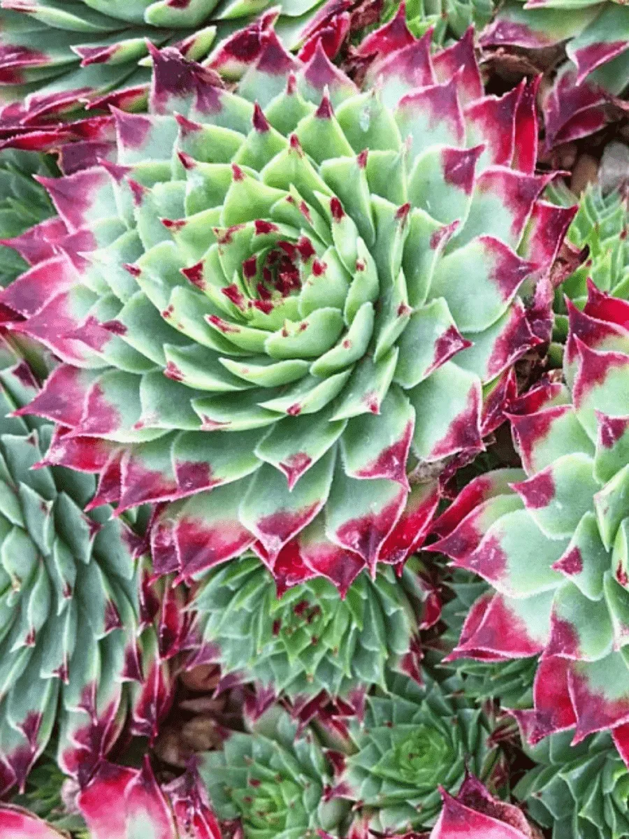 Молодило известковое