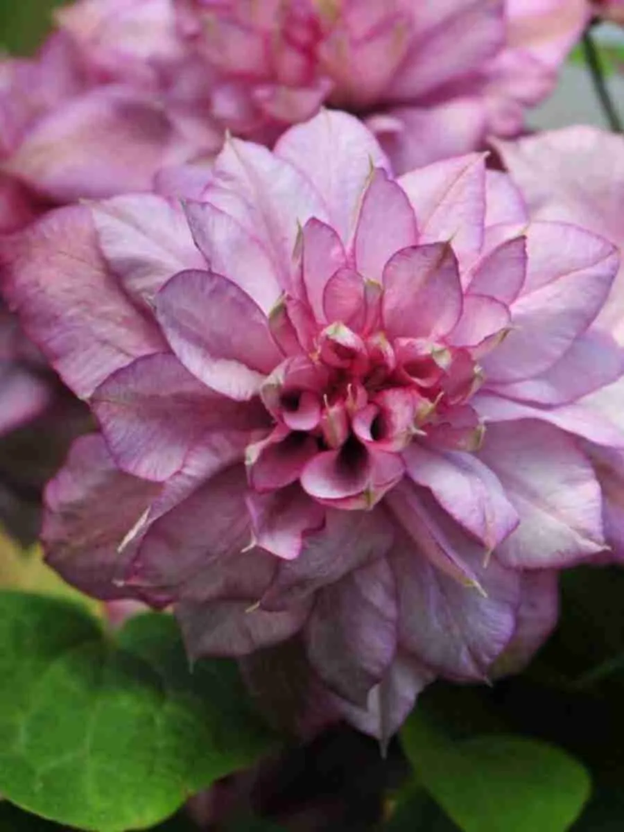 Клематис гибридный Innocent Glance Клематис гибридный Innocent Glance