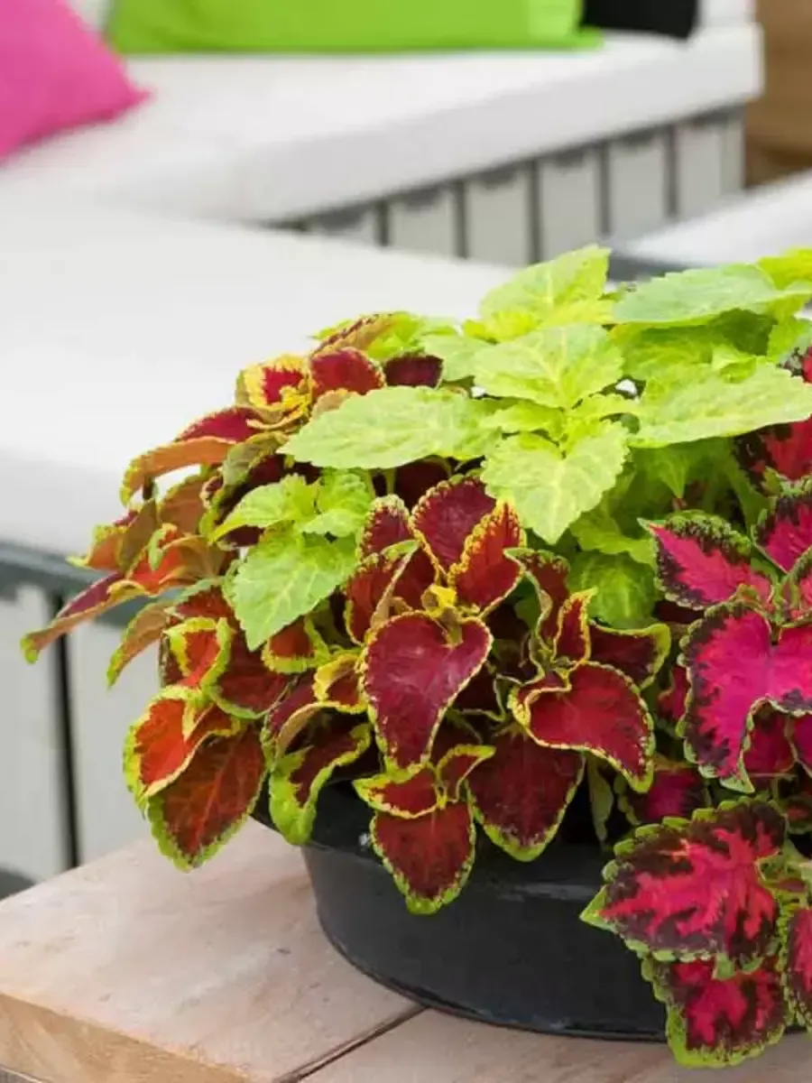 Колеус Колеус