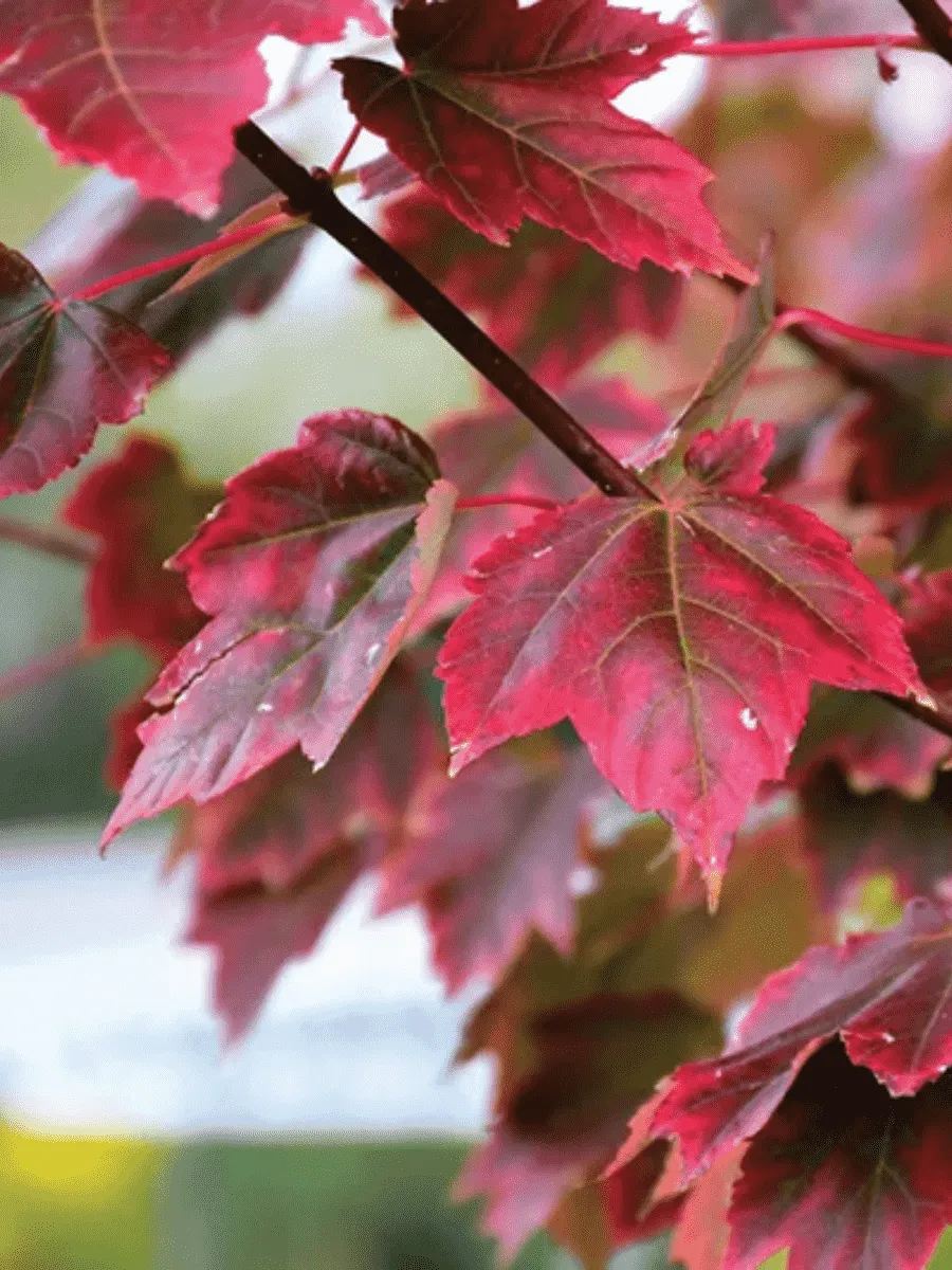 Клен красный Brandywine Клен красный Brandywine