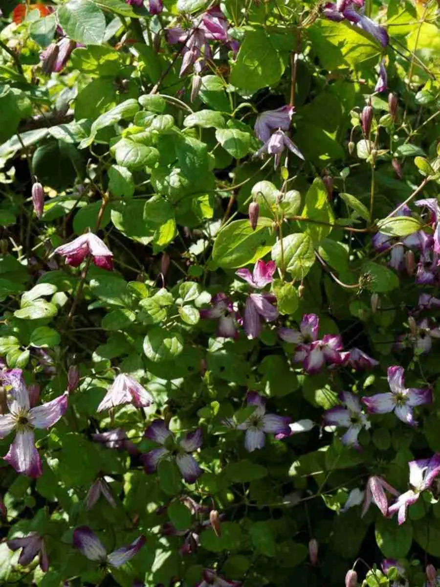 Клематис гибридный Elf Клематис гибридный Elf