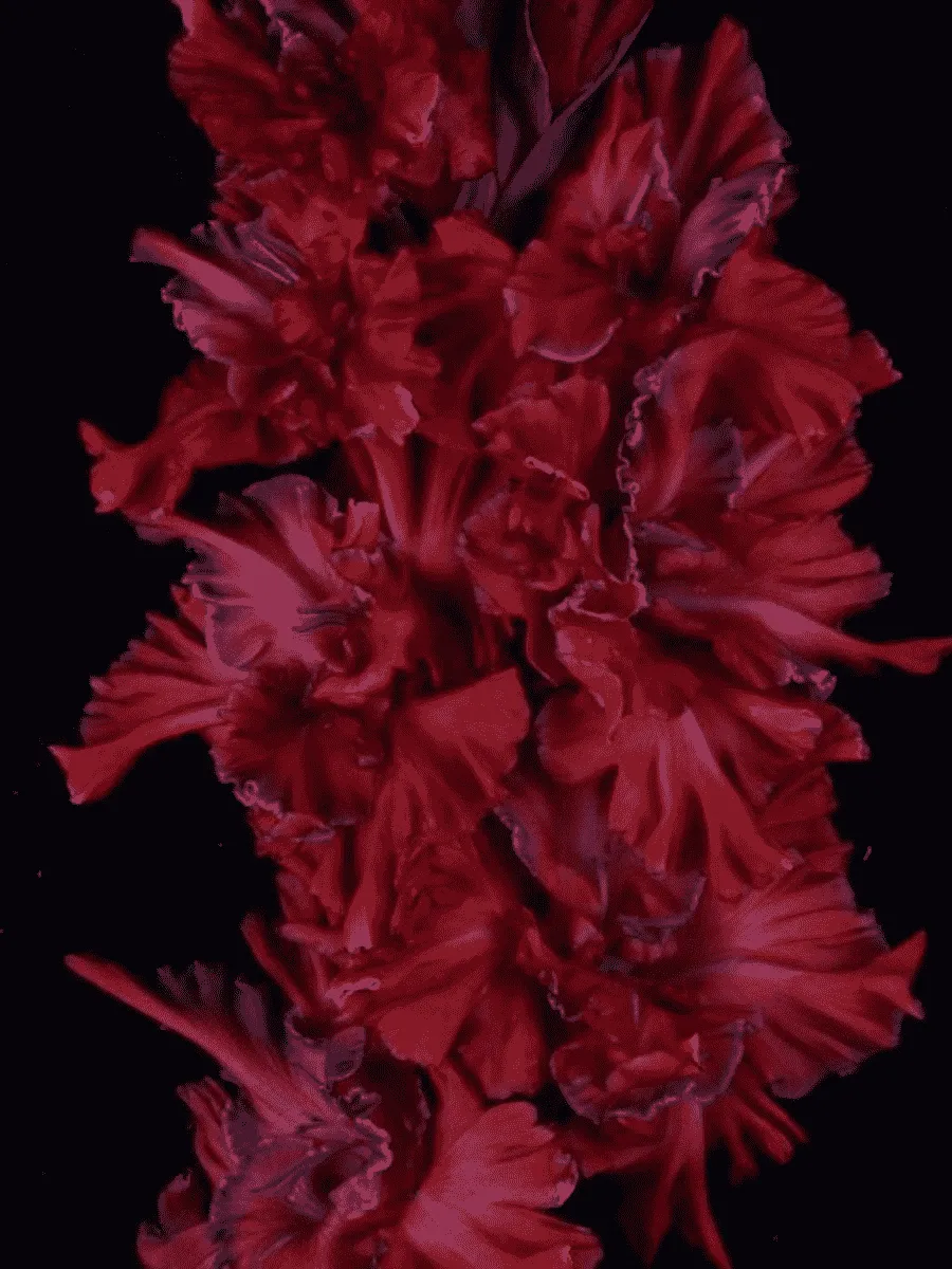 Гладиолус Омск