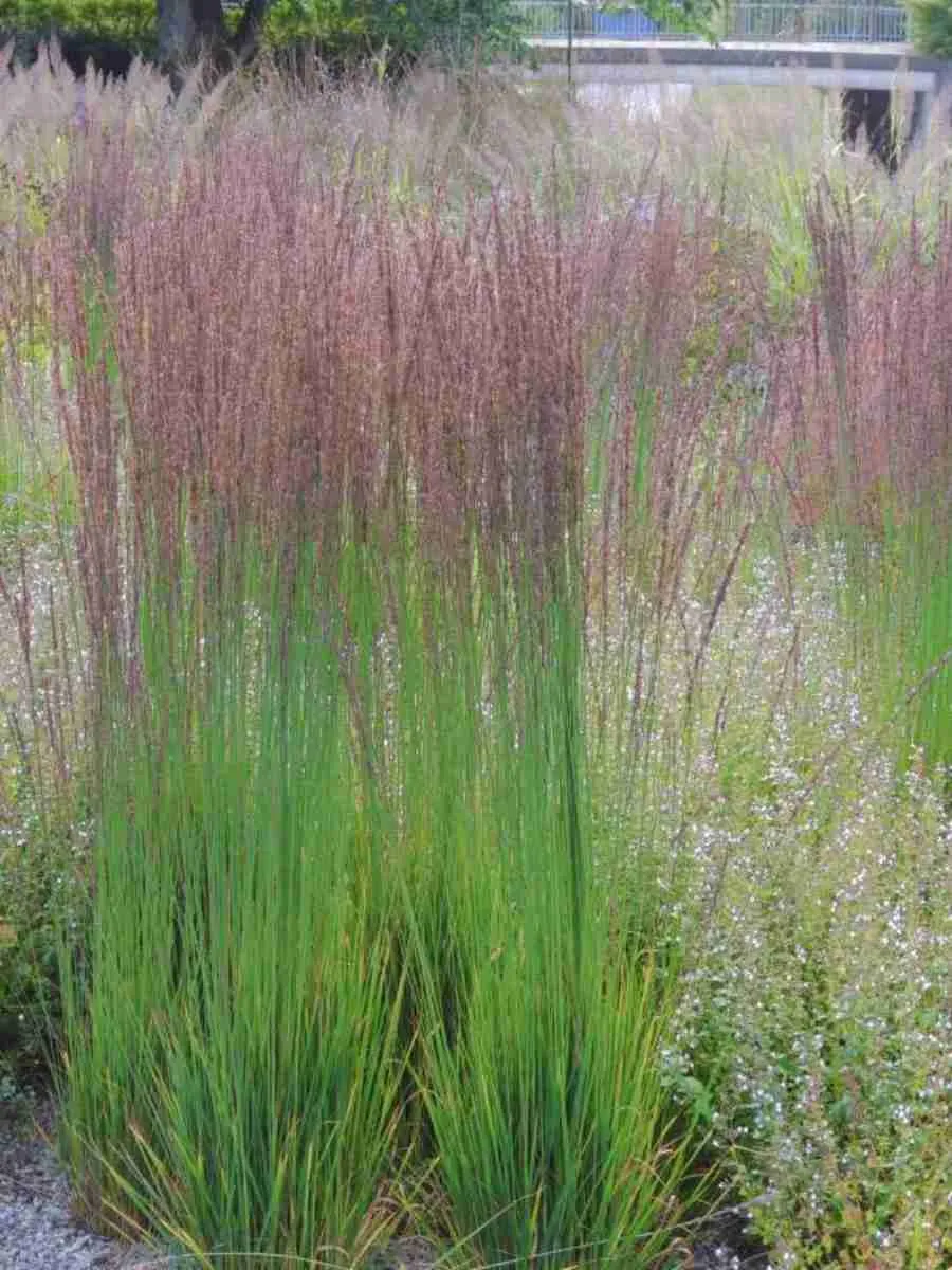 Молиния голубая Moorhexe