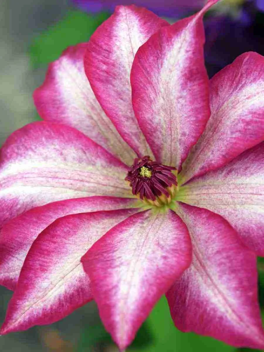 Клематис Picotee Клематис Picotee