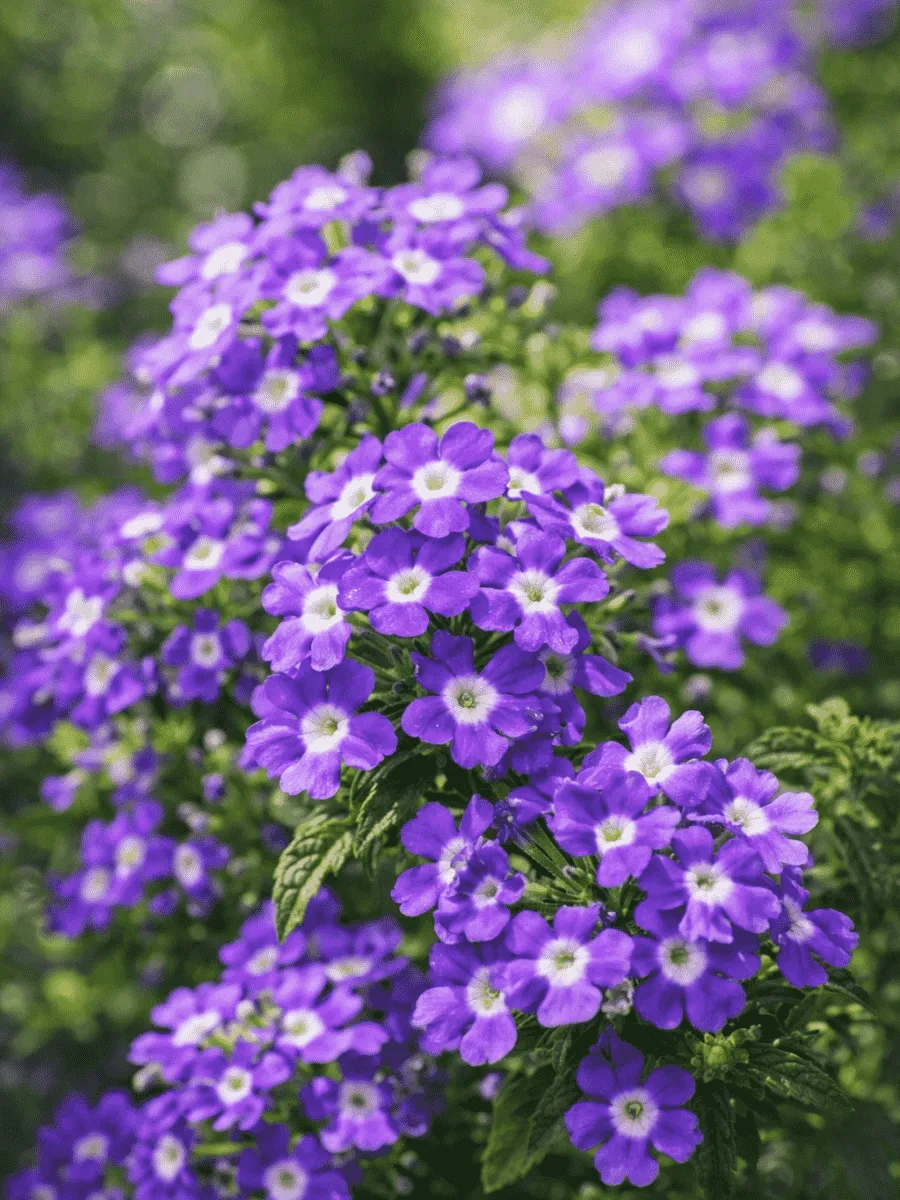 Вербена Lindolena Blue Charm