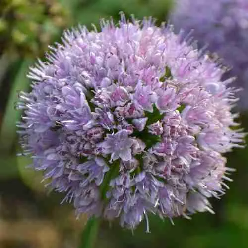 Лук слизун Лук слизун